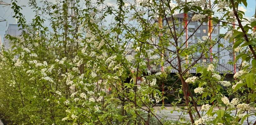 В мэрии пообещали, что на улицах Якутска зацветут яблони, акации и черемуха