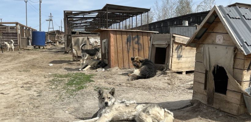 В Якутии принят закон об эвтаназии бездомных собак