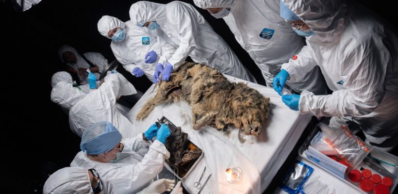 В Якутске ученые провели вскрытие древнего волка возрастом более 44 тысяч лет