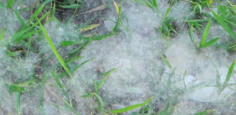 На улицах Якутска снова летает пух, раздражающий всех вокруг. Откуда он, как с ним бороться и почему ученые настроены к нему не так воинственно?