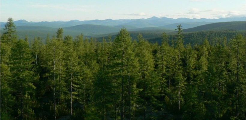 В Якутии введен режим чрезвычайной ситуации в лесах регионального характера, возникшей вследствие лесных пожаров