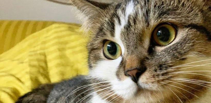 На борту самолета, летевшего из Москвы в Турцию, из-за жары погибла кошка якутского пилота