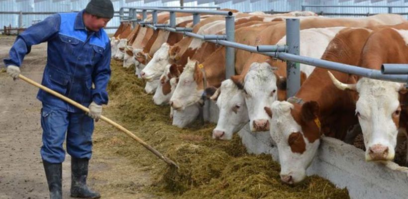 В Якутии сельские жители перестают держать коров из-за выгорания