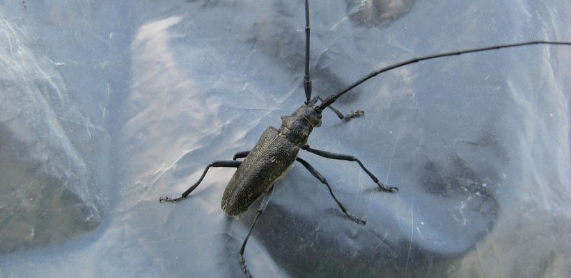 В Якутске началась активность «волосогрызок». Они и вправду грызут волосы? А укусить могут? Какие места лучше обходить?