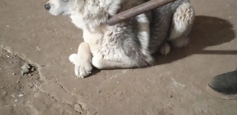 Закон об эвтаназии собак. В Якутии предлагают умерщвлять собак для избавления от мучений