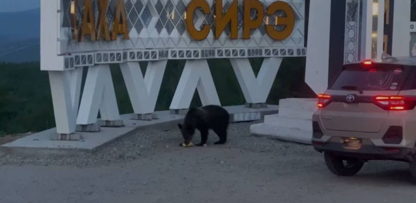 Власти Нерюнгринского района не планируют ликвидировать медведя, вышедшего к стеле на границе Якутии и Амурской области