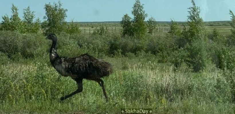С фермы в пригороде Якутска сбежали два страуса