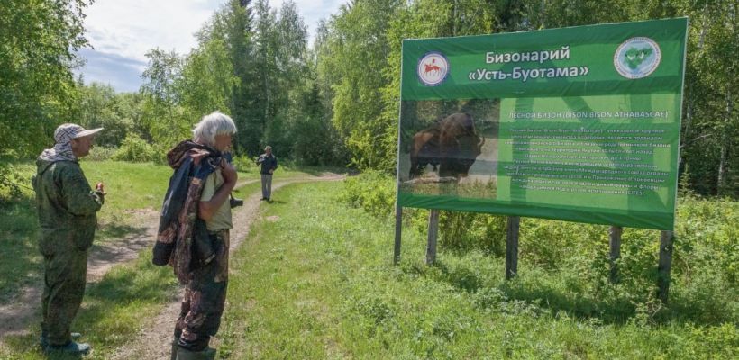 Новости из бизонария в Хангаласском улусе: родилось восемь телят, туристов пока не пускают, цены подорожали
