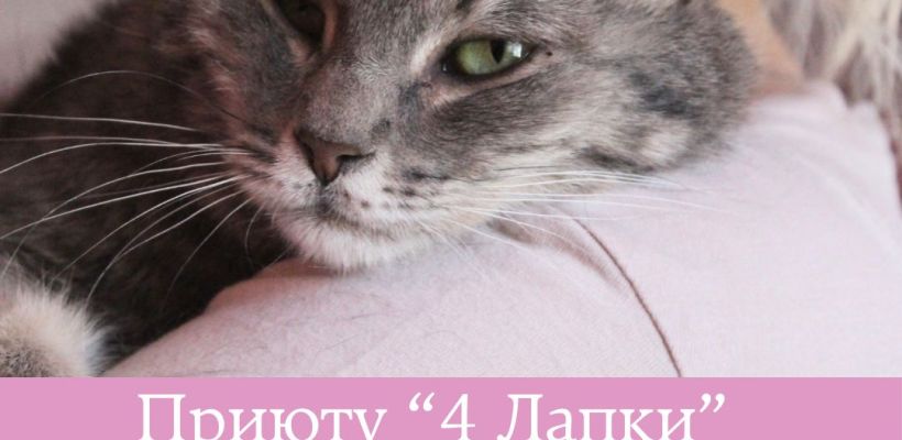 «Добрые предприниматели, отзовитесь!»: Фонду помощи животных «4 лапки» нужна помощь