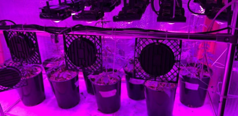 Житель Якутска выращивал коноплю в подземной теплице и планировал открыть свой интернет-магазин