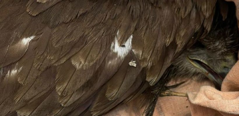 История чудесного спасения коршуна региональным оператором «Якутскэкосети»