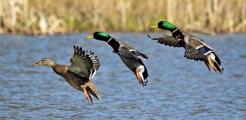 В Якутии началась выдача разрешений на добычу охотничьих ресурсов