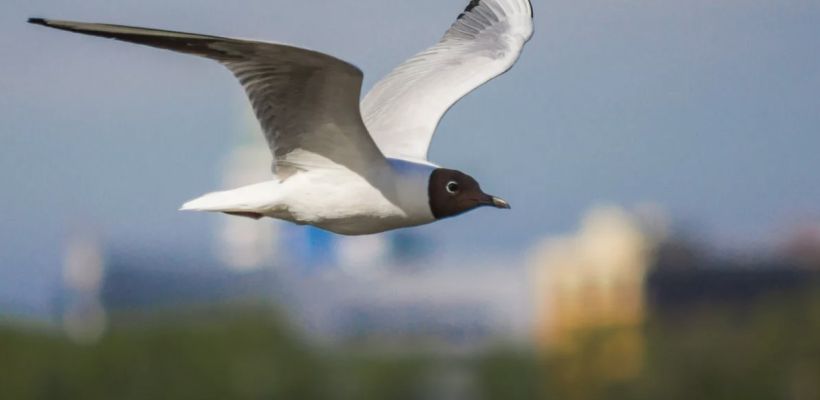 В Якутске фуд-корт городского парка оккупировали чайки. Чем может закончиться для человека перекус в компании этих птиц? И почему их стало так много?