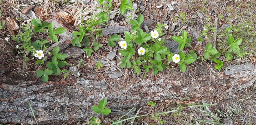 Скоро в Амге поспеет «поздняя земляника»