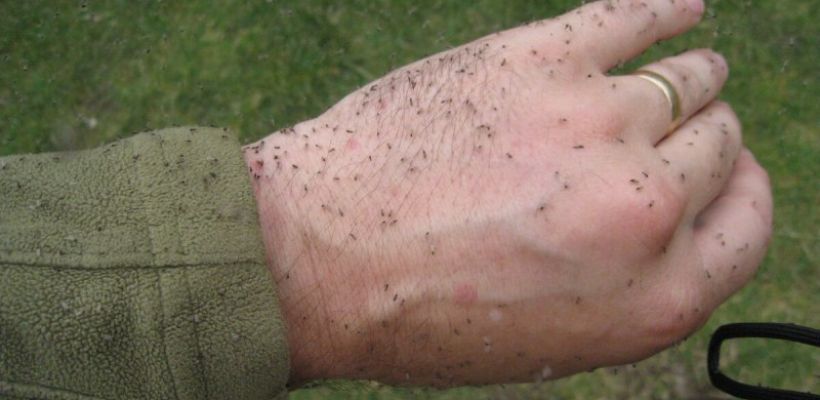 «Пришло их время». Ученые не связывают появление мошек в Якутске с лесными пожарами