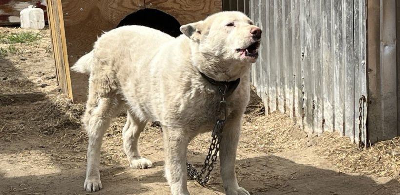В Якутии предлагают ускорить срок эвтаназии бездомных собак