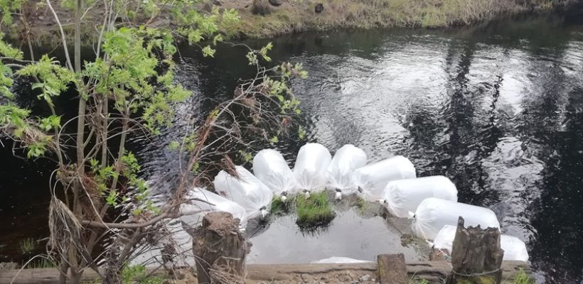 Экологи Nordgold провели очередной этап зарыбления водоёмов Якутии