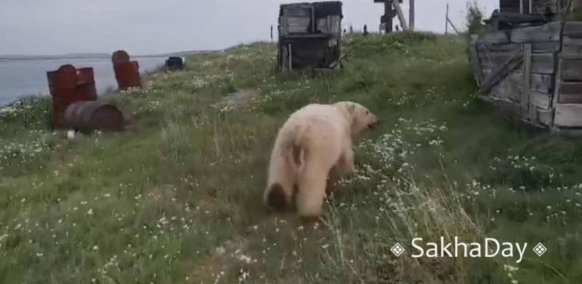 «Белый медведь заглядывает в окна»: В Булунском районе нужна транспортировка хищника из поселения в заповедник