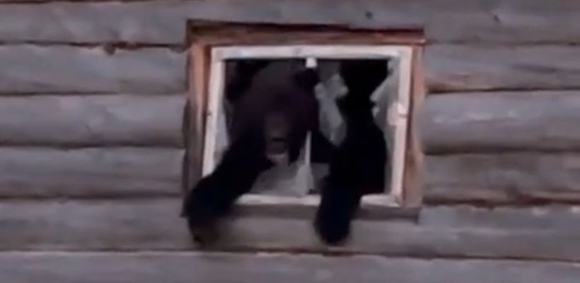 Медведь проник в дом в Амгинском улусе — его удалось застрелить. Пара, снимавшая все на видео, подумала, что домой из леса вернулся кот