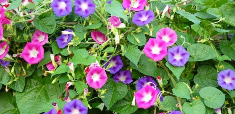 Мята и ипомея трехцветная на даче могут привести к уголовному наказанию