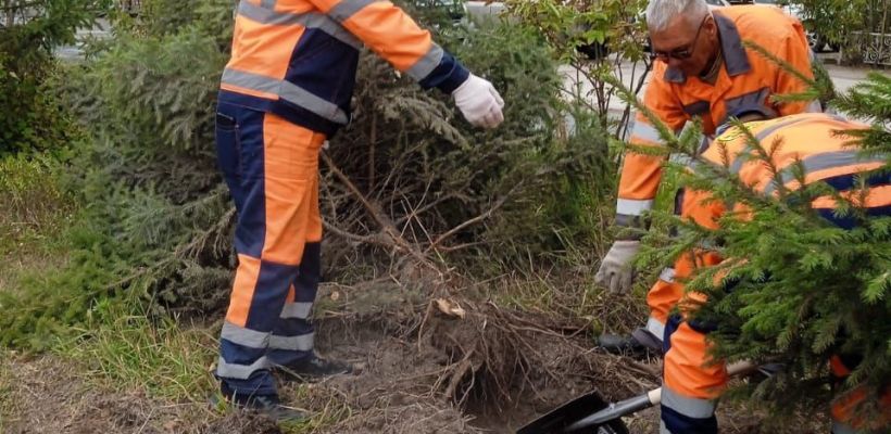 В Якутске провели «спецоперацию» по спасению поврежденной елочки