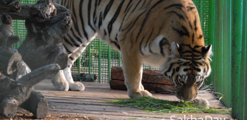В зоопарке «Орто-Дойду» тигрице Ане преподнесли праздничный торт