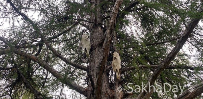 Фотофакт: Черепа на дереве, что они значили для наших предков?