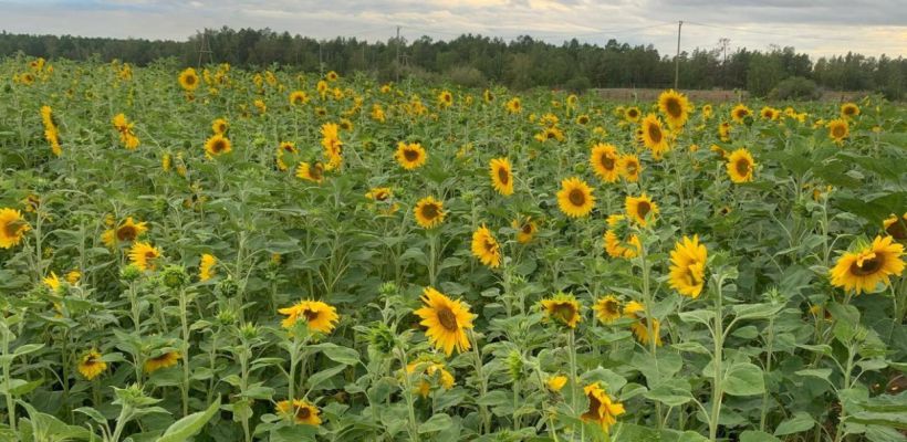 Поле с подсолнухами открыли для посетителей в Хангаласском улусе