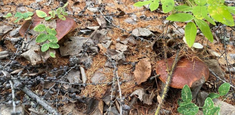 Синоптики не увидели погодных условий для активного роста грибов в Якутске