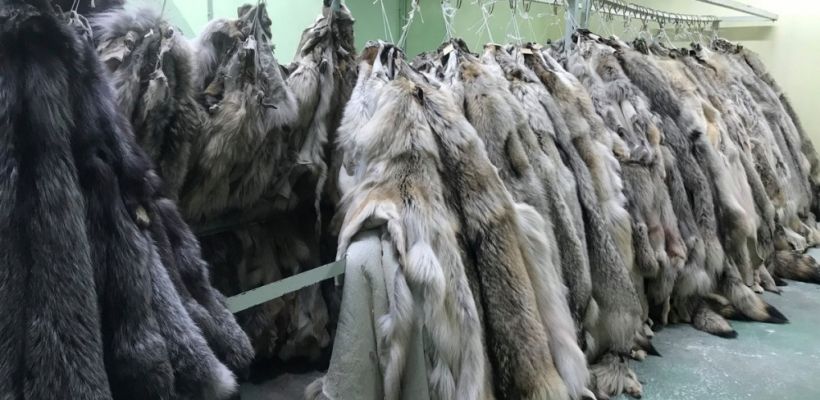 Бывший ио гендиректора ФАПК "Сахабулт" ответит за уход от налогов