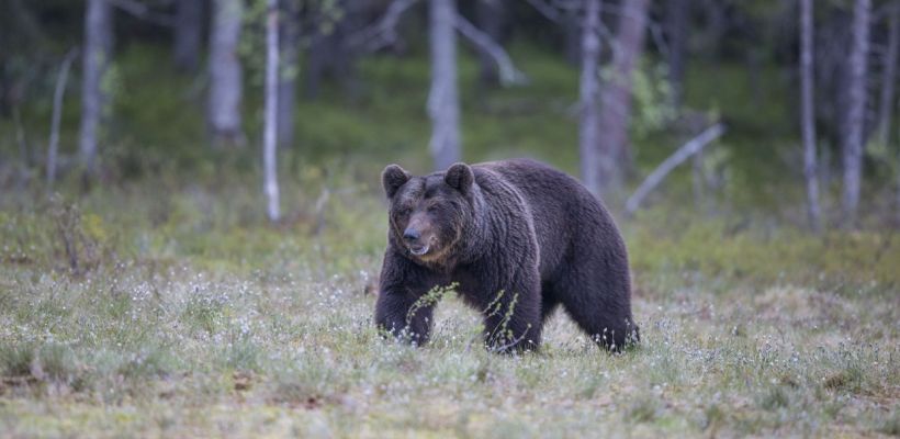 Вышедшего в село Нюя Ленского района медведя ликвидируют