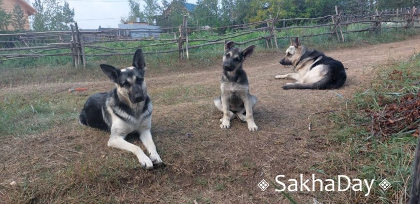 «Овчарок много не бывает»: Собаки жителя Мархи стали звездами вотсапа