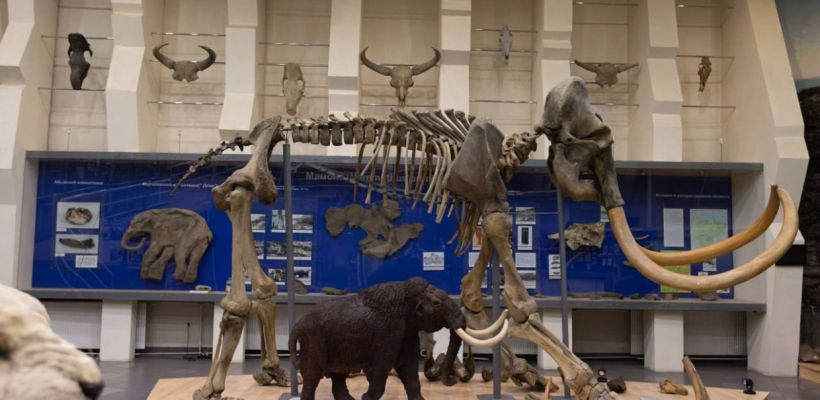 Уникальные находки переданы в Музей мамонта СВФУ