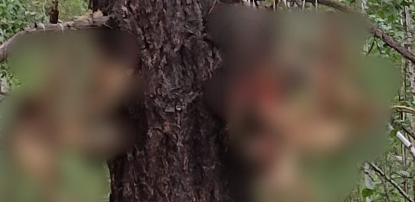 «Нужна экспертиза»: В Якутске нашли трупы животных, висящих на дереве