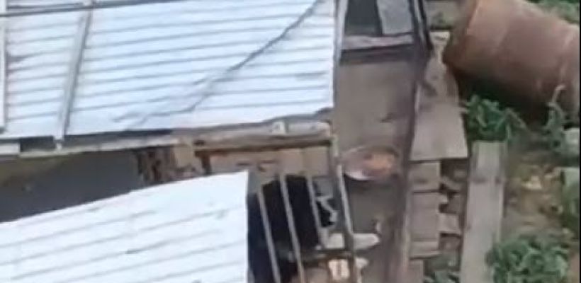 Огромная собака напала на 7-летнюю девочку в Якутске. Родные ищут спасительницу и пострадавших