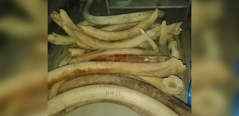 В аэропорту Якутска выявлена незаконная перевозка более 50 килограммов бивней мамонта