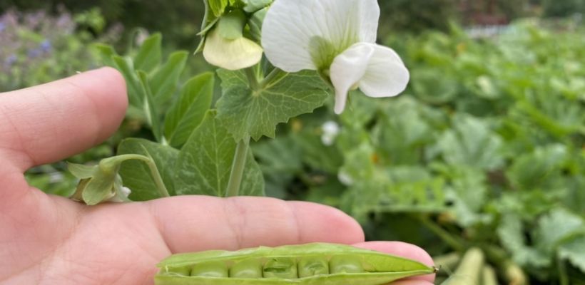 «Физалис, паслен, горох»: Какие культуры растут в Якутии, но вы об этом не знали?