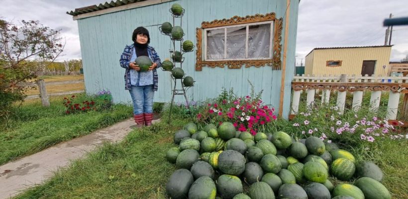 В якутском селе вырастили за лето около 100 арбузов