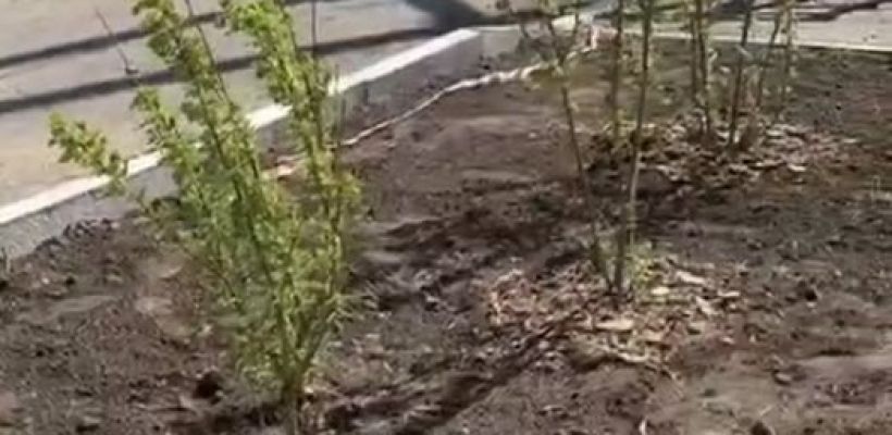 Мэр Якутска: "Мы с коровами пол-лета боролись, теперь с подрядчиками-"рукожопами"