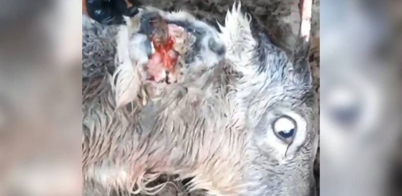 В Анабарском улусе родился двухголовый олененок. Ему уже пять месяцев (и, скорее всего, его забьют)