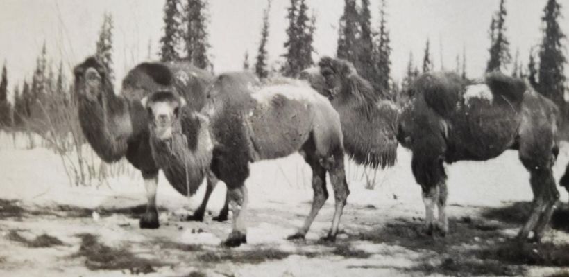 Как в старину перевозили золото на верблюдах