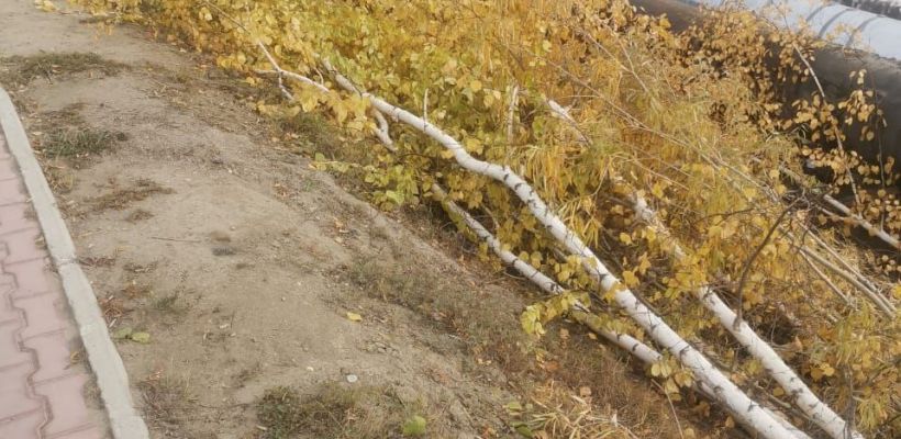 В Якутске опять незаконно вырубили деревья. "Вместо обрезки произведена самовольная вырубка"