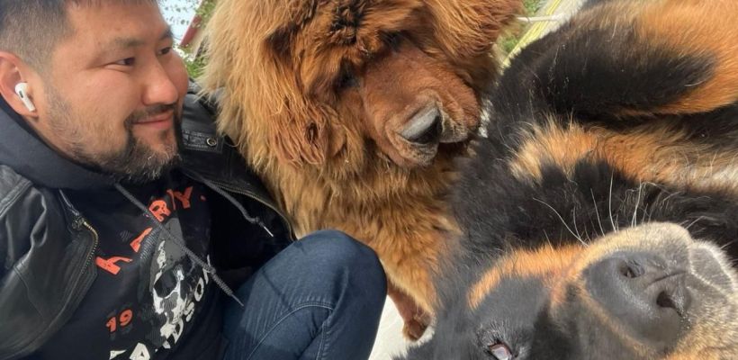 Фотофакт: Мэр Якутска показал своих собак. Это два огромных мастифа