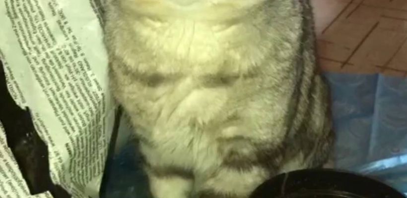 В Якутске ищут кота, обещают за найденного любимца вознаграждение в 30 тысяч рублей