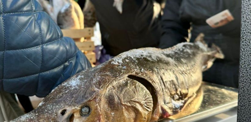 Видеофакт: Осетр за 40 тысяч рублей на рынке в Якутске