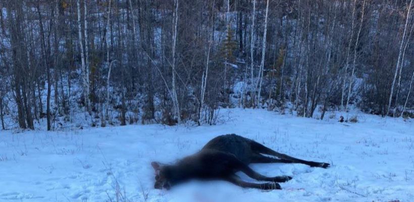 Лося, сбитого на трассе, пустили на суп