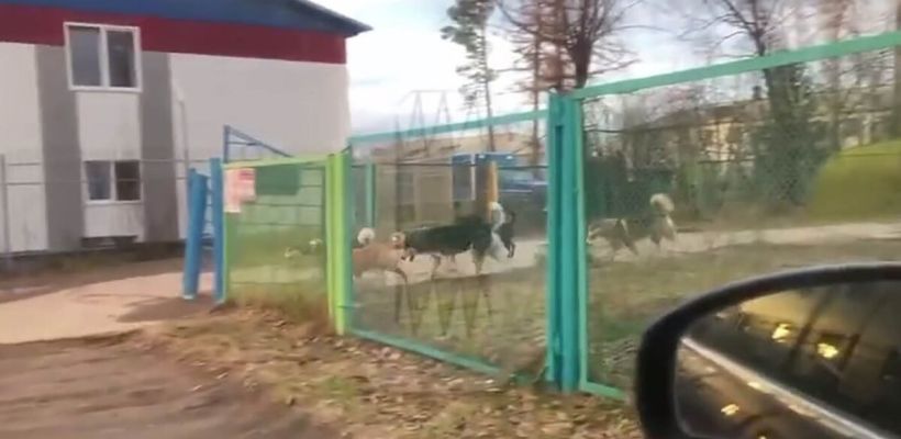 В якутском поселке после гибели школьницы в результате нападения собак отловили 30 животных