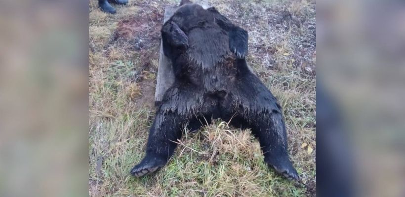 В Томмоте медведь подошел к жилому дому и загрыз собаку. На следующий день он вернулся, застрелить животное удалось спустя еще сутки