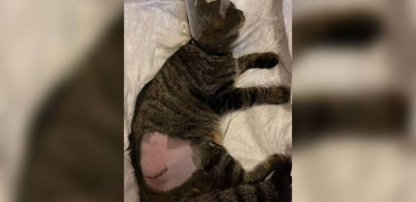 «Даже в мыслях не было, что это он». Жительница Якутска обвинила бывшего сожителя в избиении кота и заявила в полицию