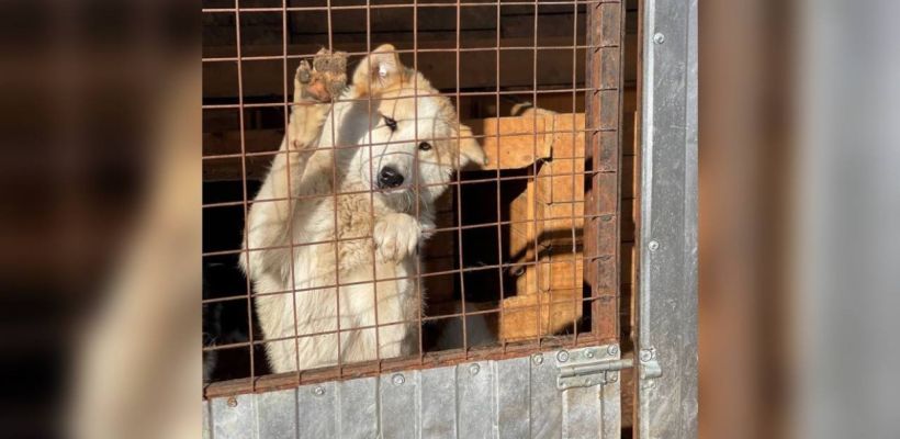 В приюте животных Якутска рассказали, как нападение собак на ребенка в Чульмане отразилось на работе организации